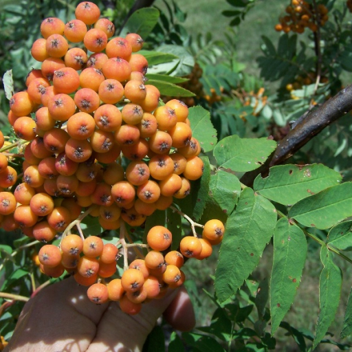 Sorbus Americana