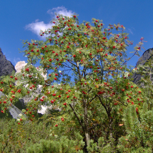 Sorbus Aucuparia