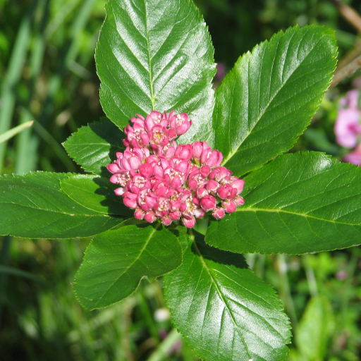 Sorbus Chamaemespilus