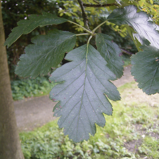 Sorbus Intermedia