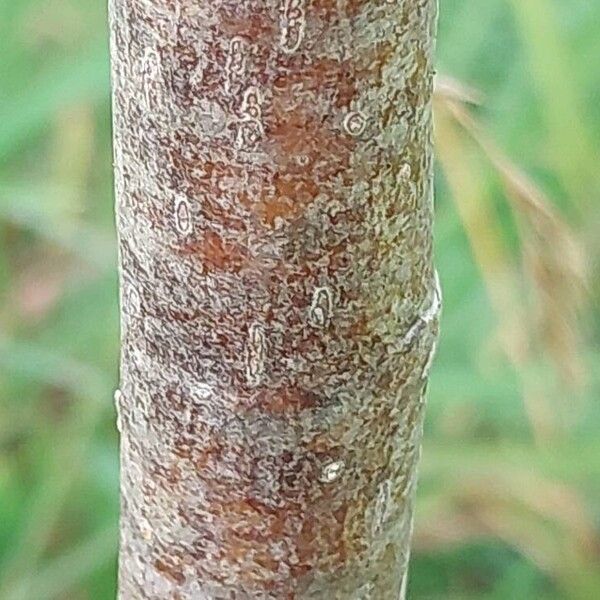 Sorbus Randaiensis