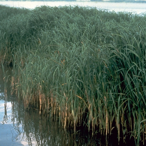 Spartina Alterniflora