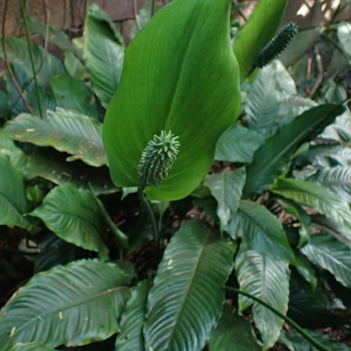 Spathiphyllum Blandum
