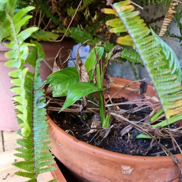 Spathiphyllum Cannifolium