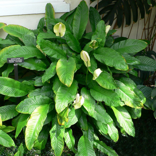 Spathiphyllum Floribundum