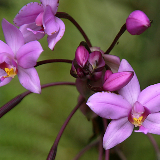 Spathoglottis Plicata