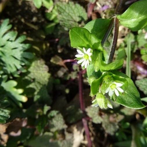 Spergula Pentandra