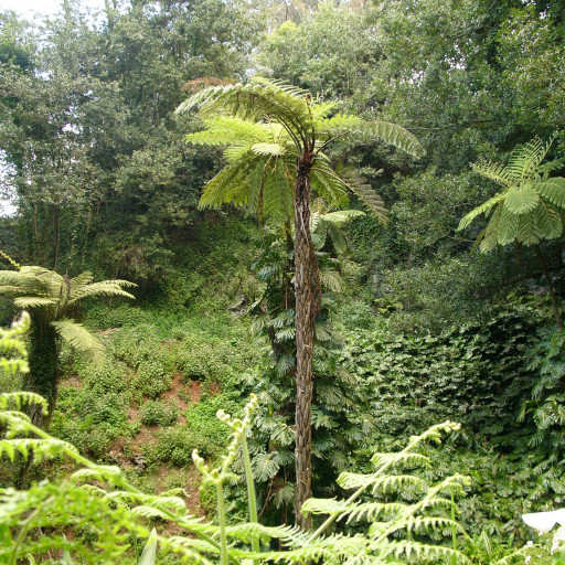 Sphaeropteris Cooperi