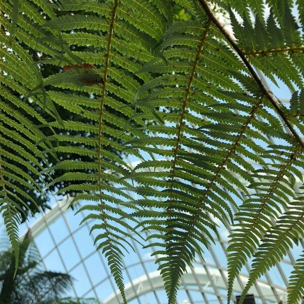 Sphaeropteris Glauca