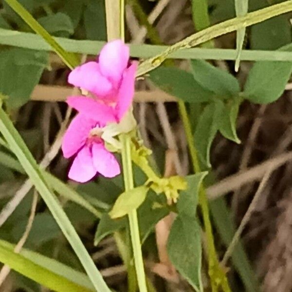 Wild Sweetpea (Sphenostylis Angustifolia) Plant Care & How to Grow, Water