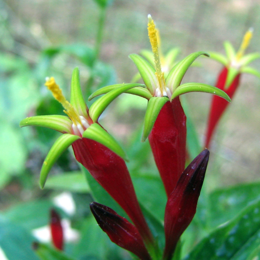Spigelia Marilandica