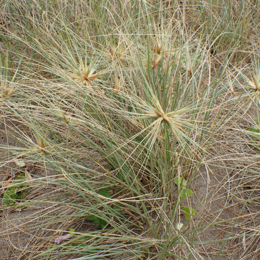 Spinifex Sericeus