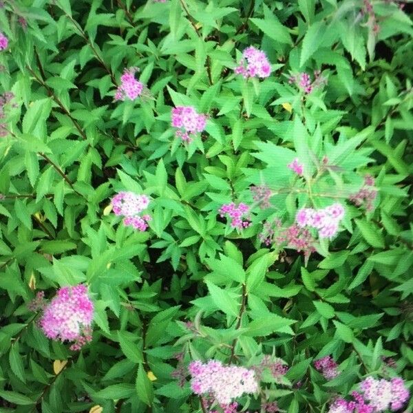 Spiraea × Bumalda