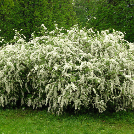 Spiraea × Cinerea