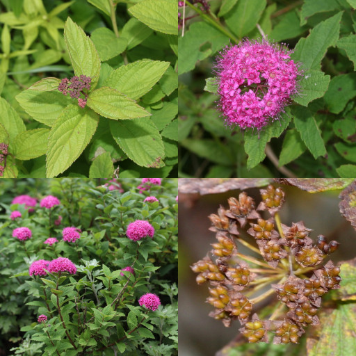 Spiraea Japonica