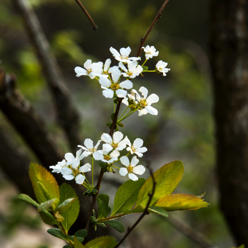 Spiraea Prunifolia