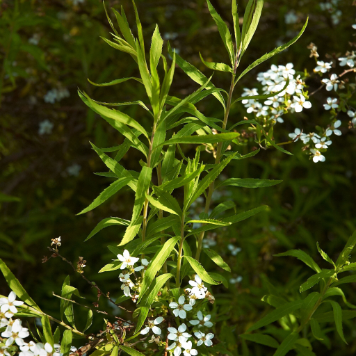 Spiraea Thunbergii