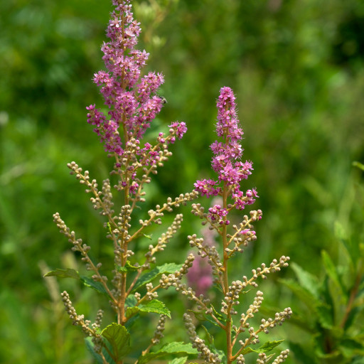 Spiraea Tomentosa
