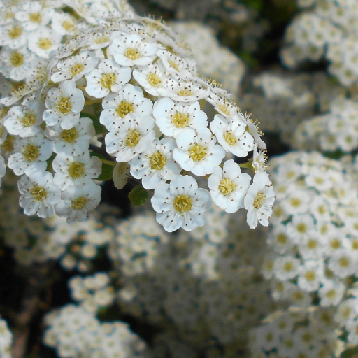 Spiraea Trilobata