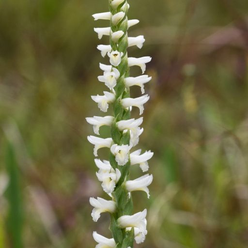 Spiranthes Magnicamporum