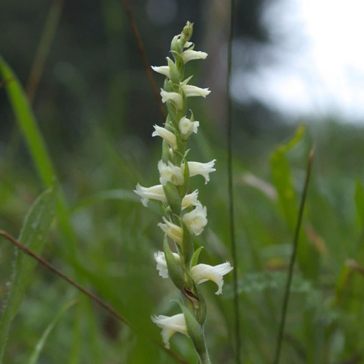 Spiranthes Ochroleuca