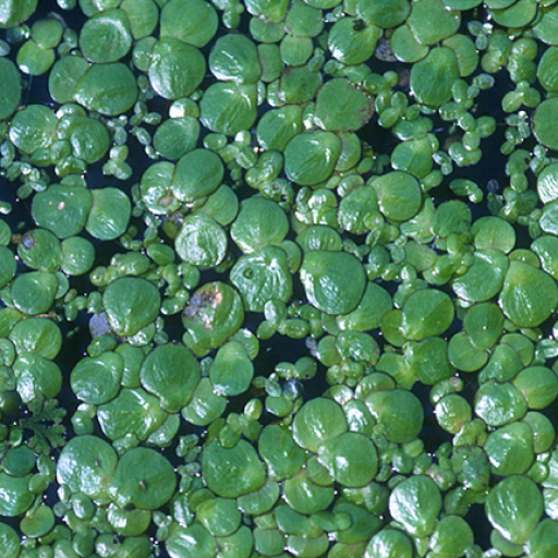 Spirodela Polyrhiza