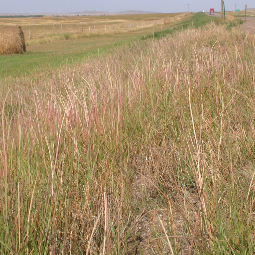 Sand Dropseed