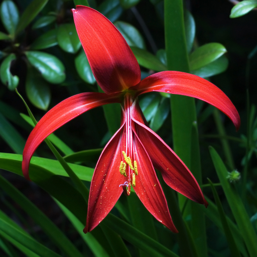 Sprekelia Formosissima