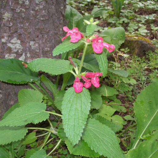 Scarlet Hedgenettle