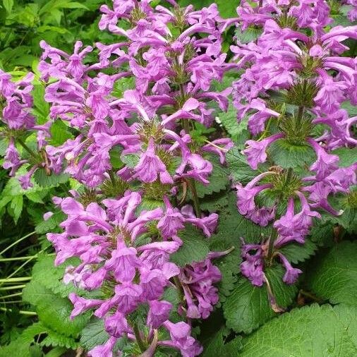 Stachys Grandifolia