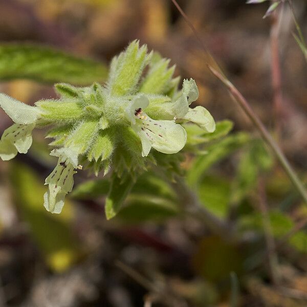 Stachys Maritima