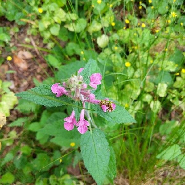 Mexican Hedge-nettle