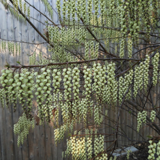 Stachyurus Praecox