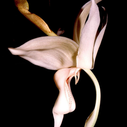 Stanhopea Grandiflora