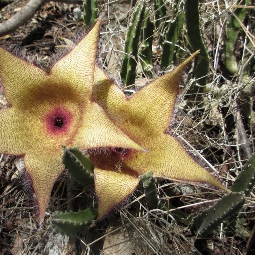 Stapelia Gigantea