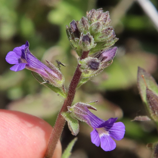 Stemodia Durantifolia