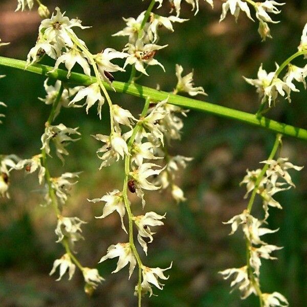 Stenanthium Gramineum