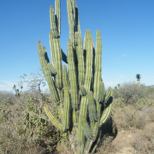 Stenocereus Pruinosus