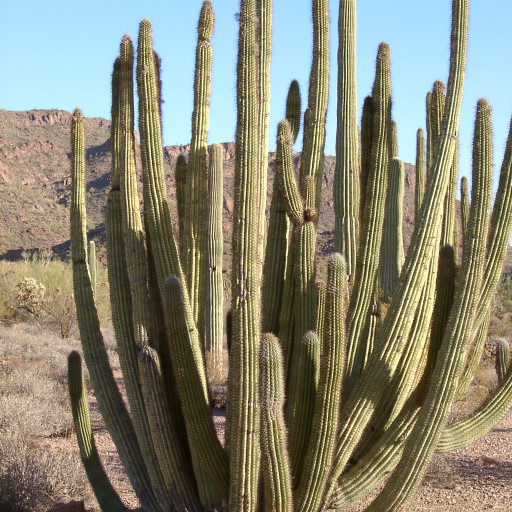 Stenocereus Thurberi