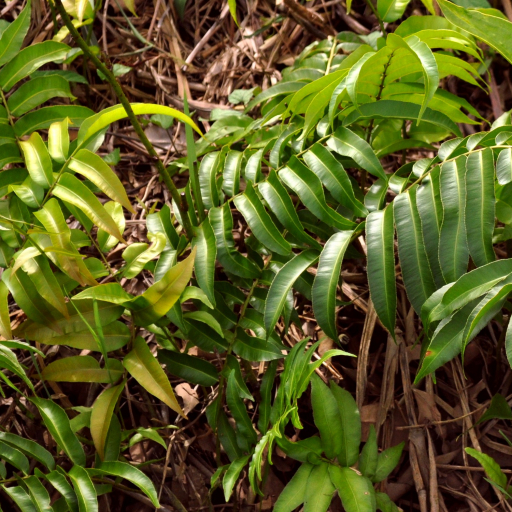 Stenochlaena Palustris