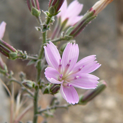 Stephanomeria Exigua