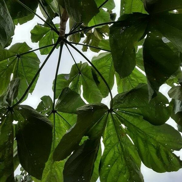 Sterculia Striata