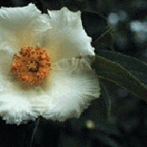 Stewartia Ovata