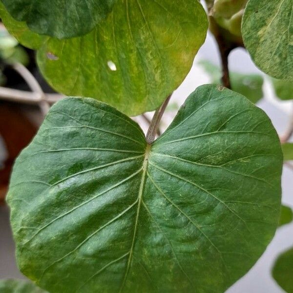 Stictocardia Tiliifolia