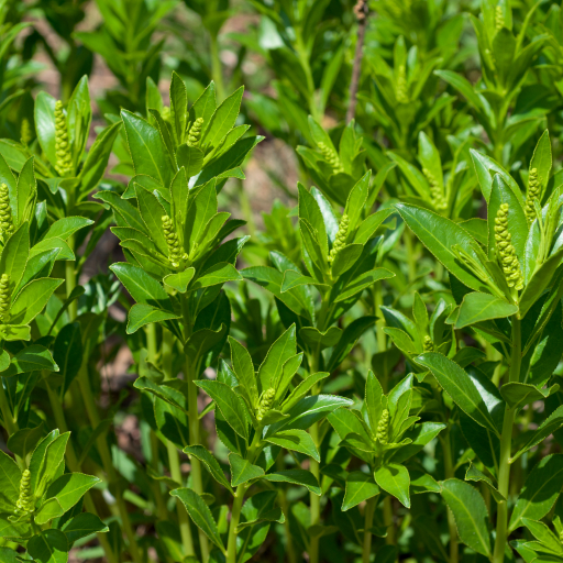 Stillingia Sylvatica