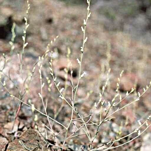Streptanthus Barbiger