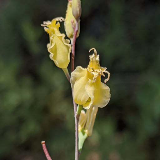 Streptanthus Bernardinus
