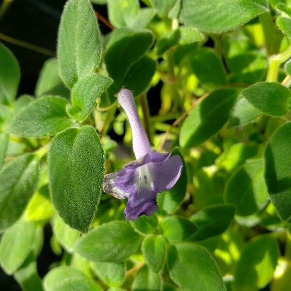 Streptocarpus Caulescens