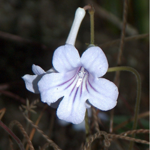 Streptocarpus
