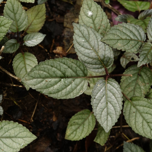 Strobilanthes Alternata